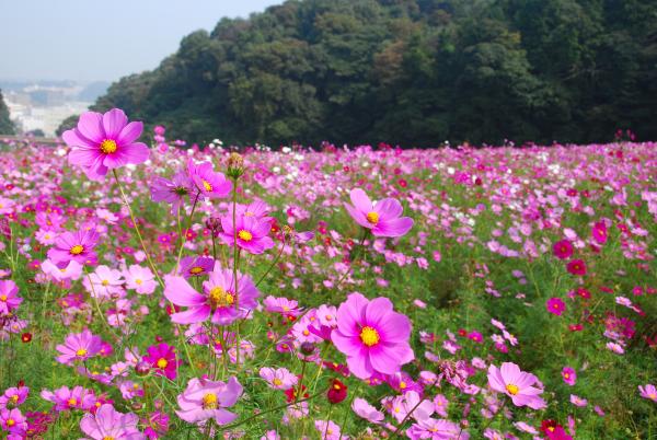 くりはま花の国 コスモスまつり 事前申込なし